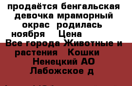 продаётся бенгальская девочка(мраморный окрас).родилась 5ноября, › Цена ­ 8 000 - Все города Животные и растения » Кошки   . Ненецкий АО,Лабожское д.